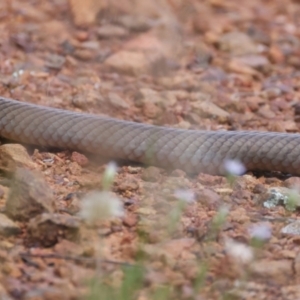 Pseudonaja textilis at Ainslie, ACT - 2 Nov 2021