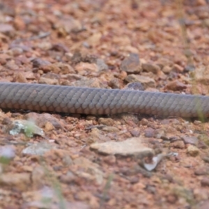 Pseudonaja textilis at Ainslie, ACT - 2 Nov 2021