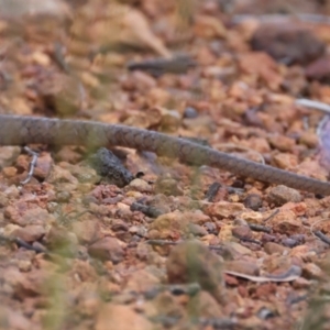 Pseudonaja textilis at Ainslie, ACT - 2 Nov 2021