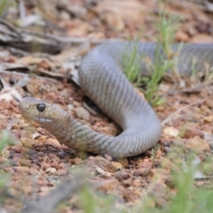 Pseudonaja textilis at Ainslie, ACT - 2 Nov 2021