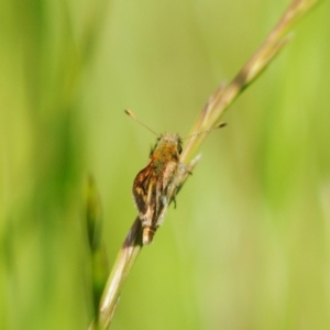 Taractrocera papyria at Stromlo, ACT - suppressed