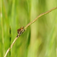 Taractrocera papyria at Stromlo, ACT - suppressed