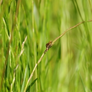 Taractrocera papyria at Stromlo, ACT - suppressed