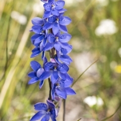 Thelymitra ixioides (Dotted Sun Orchid) at Bundanoon - 23 Oct 2021 by Aussiegall