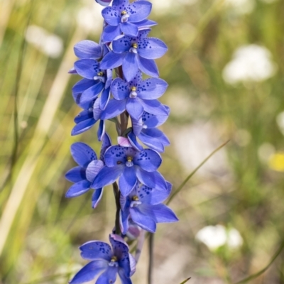 Thelymitra ixioides (Dotted Sun Orchid) at Wingecarribee Local Government Area - 23 Oct 2021 by Aussiegall