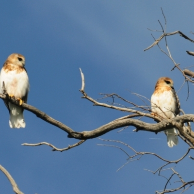 Elanus axillaris (Black-shouldered Kite) at Denman Prospect, ACT - 2 Nov 2021 by Harrisi