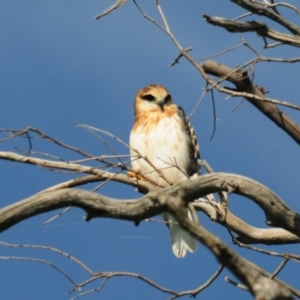 Elanus axillaris at Denman Prospect, ACT - suppressed