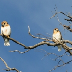 Elanus axillaris at Denman Prospect, ACT - 3 Nov 2021