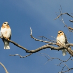 Elanus axillaris at Denman Prospect, ACT - 3 Nov 2021