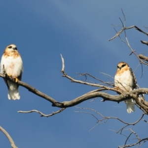 Elanus axillaris at Denman Prospect, ACT - suppressed