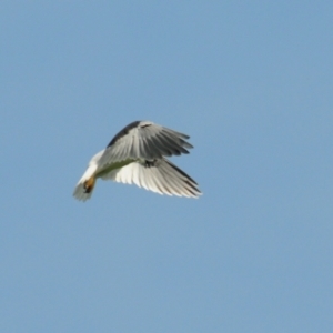 Elanus axillaris at Denman Prospect, ACT - suppressed