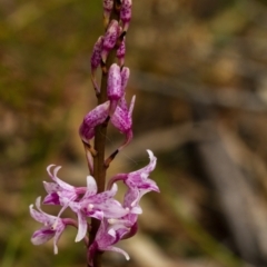 Dipodium roseum (Rosy Hyacinth Orchid) at Penrose - 1 Nov 2021 by Aussiegall