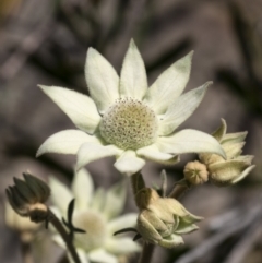Actinotus helianthi (Flannel Flower) at Bundanoon, NSW - 22 Oct 2021 by Aussiegall