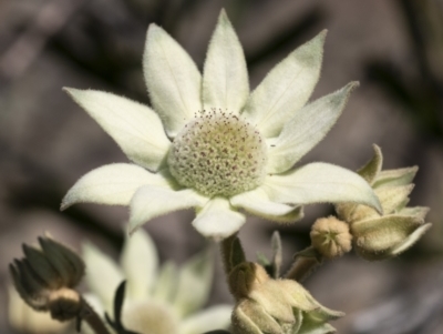 Actinotus helianthi (Flannel Flower) at Bundanoon, NSW - 22 Oct 2021 by Aussiegall