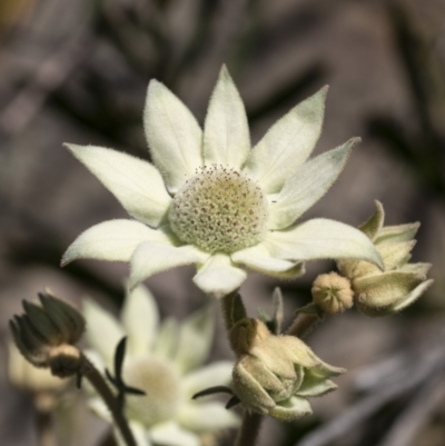 Actinotus helianthi (Flannel Flower) at Bundanoon, NSW - 23 Oct 2021 by Aussiegall