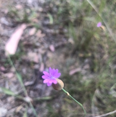 Petrorhagia sp. at Flea Bog Flat to Emu Creek Corridor - 3 Nov 2021 by Dora