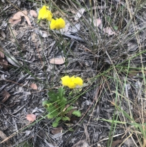 Goodenia pinnatifida at Belconnen, ACT - 3 Nov 2021 05:41 PM