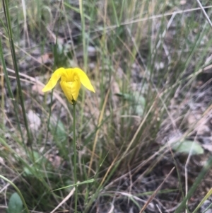 Goodenia pinnatifida at Belconnen, ACT - 3 Nov 2021