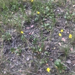 Goodenia pinnatifida at Belconnen, ACT - 3 Nov 2021