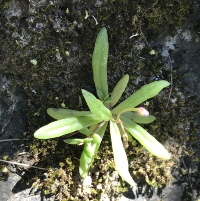 Calandrinia eremaea (Small Purslane) at Bungonia State Conservation Area - 31 Oct 2021 by Tapirlord