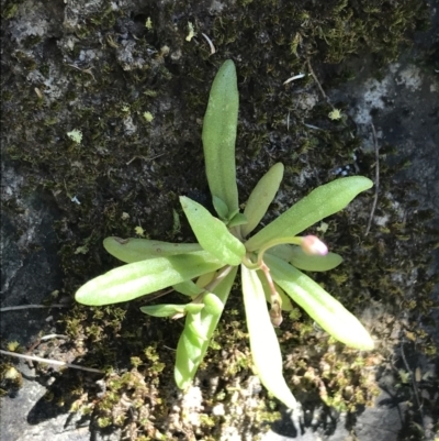 Calandrinia eremaea (Small Purslane) at Marulan, NSW - 31 Oct 2021 by Tapirlord