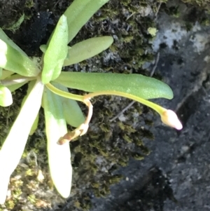 Calandrinia eremaea at Marulan, NSW - 31 Oct 2021