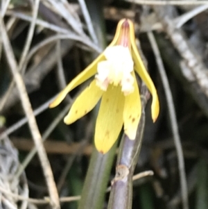 Dockrillia striolata at Bungonia, NSW - 31 Oct 2021