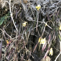 Dockrillia striolata at Bungonia, NSW - 31 Oct 2021