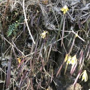 Dockrillia striolata at Bungonia, NSW - 31 Oct 2021