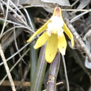 Dockrillia striolata at Bungonia, NSW - 31 Oct 2021