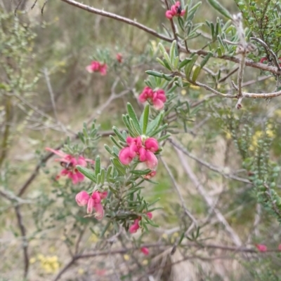 Grevillea lanigera (Woolly Grevillea) at Kosciuszko National Park, NSW - 3 Nov 2021 by KellysBirdingBonanza