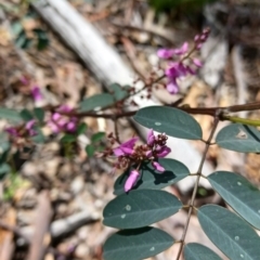 Indigofera australis subsp. australis (Australian Indigo) at Mt Gladstone Reserves, Cooma - 22 Oct 2021 by KellysBirdingBonanza