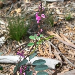 Indigofera australis subsp. australis at Cooma, NSW - 22 Oct 2021