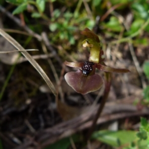 Chiloglottis trapeziformis at Boro, NSW - suppressed