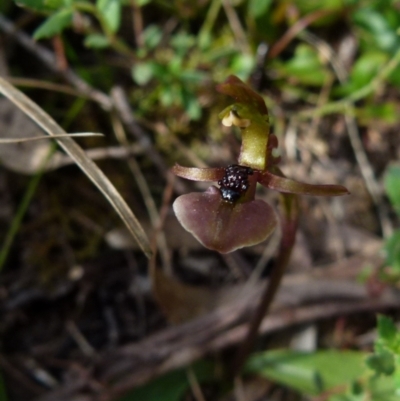 Chiloglottis trapeziformis (Diamond Ant Orchid) at Boro, NSW - 1 Nov 2021 by Paul4K