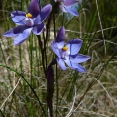 Thelymitra sp. (A Sun Orchid) at Boro - 1 Nov 2021 by Paul4K