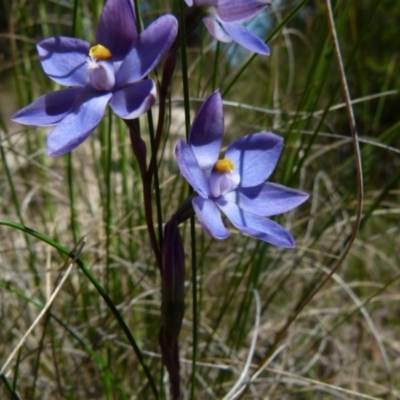 Thelymitra sp. (A Sun Orchid) at Boro, NSW - 1 Nov 2021 by Paul4K