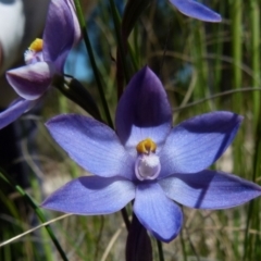 Thelymitra sp. at Boro, NSW - suppressed