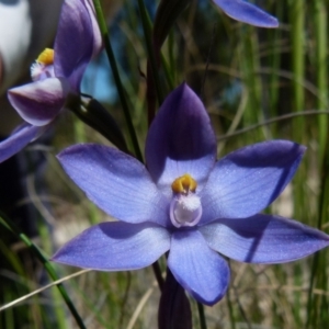 Thelymitra sp. at Boro, NSW - suppressed