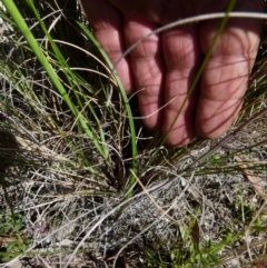 Thelymitra sp. at Boro, NSW - suppressed