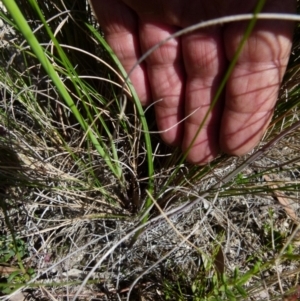 Thelymitra sp. at Boro, NSW - suppressed