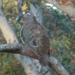 Phaps chalcoptera (Common Bronzewing) at QPRC LGA - 2 Nov 2021 by Paul4K