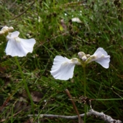 Utricularia dichotoma (Fairy Aprons, Purple Bladderwort) at Boro, NSW - 3 Nov 2021 by Paul4K