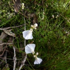 Utricularia dichotoma at Boro, NSW - 3 Nov 2021