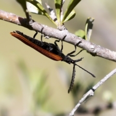 Porrostoma rhipidium (Long-nosed Lycid (Net-winged) beetle) at Hawker, ACT - 30 Oct 2021 by AlisonMilton