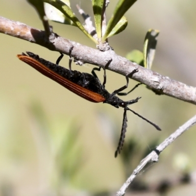 Porrostoma rhipidium (Long-nosed Lycid (Net-winged) beetle) at The Pinnacle - 29 Oct 2021 by AlisonMilton