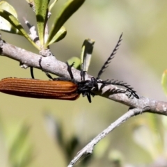 Porrostoma rhipidium at Hawker, ACT - 30 Oct 2021