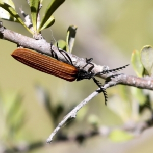 Porrostoma rhipidium at Hawker, ACT - 30 Oct 2021