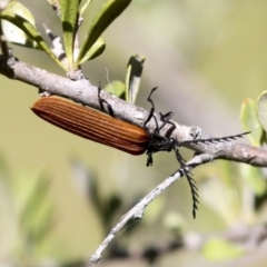 Porrostoma rhipidium at Hawker, ACT - 30 Oct 2021