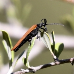 Porrostoma rhipidium at Hawker, ACT - 30 Oct 2021 10:16 AM